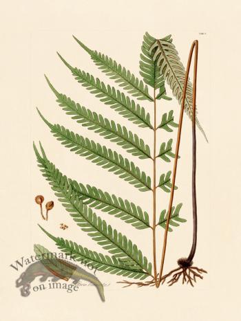 Hooker Fern 05